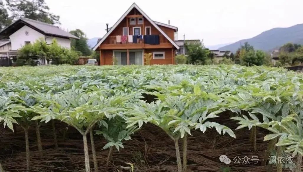 补硒十大排行榜