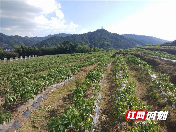 藤茶有什么用