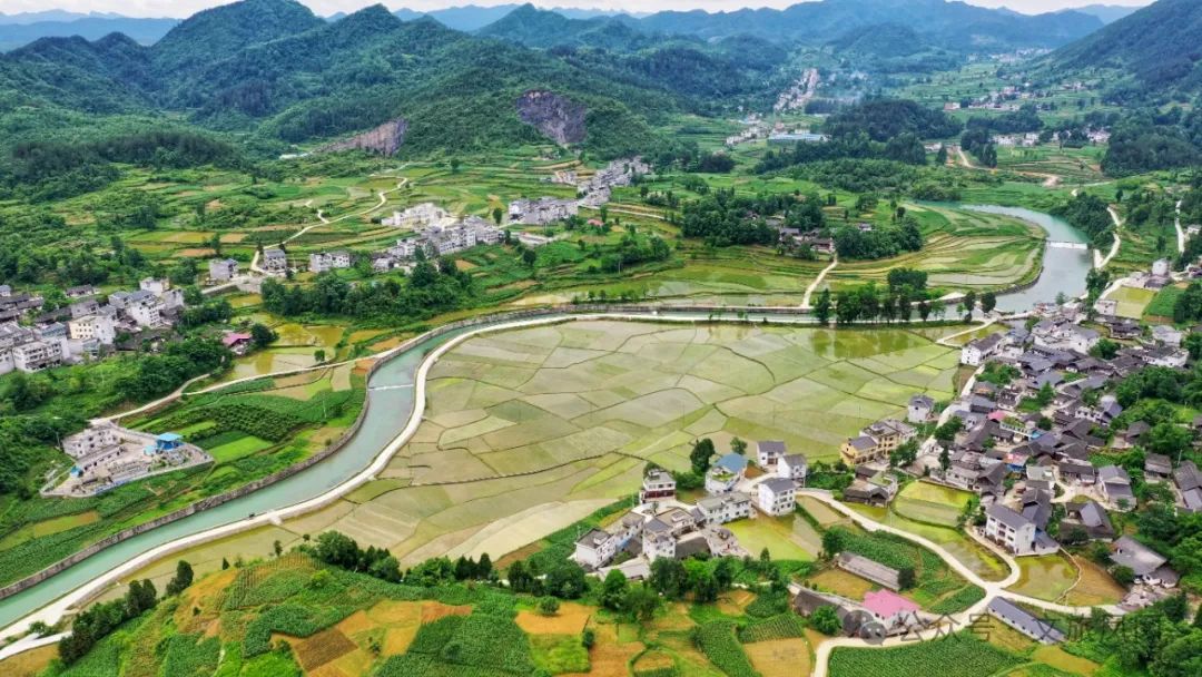 林仙康锌硒茶