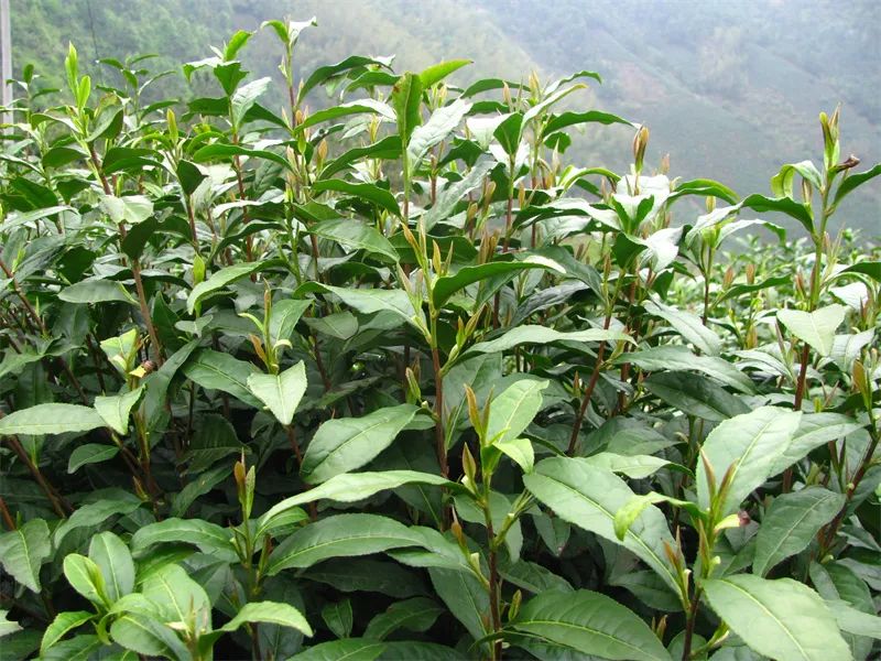 含硒茶叶有哪些