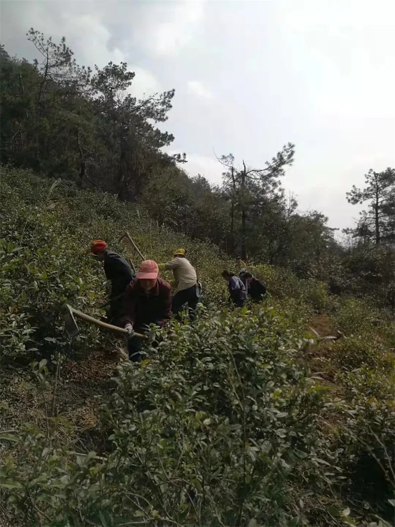 含硒茶叶有哪些
