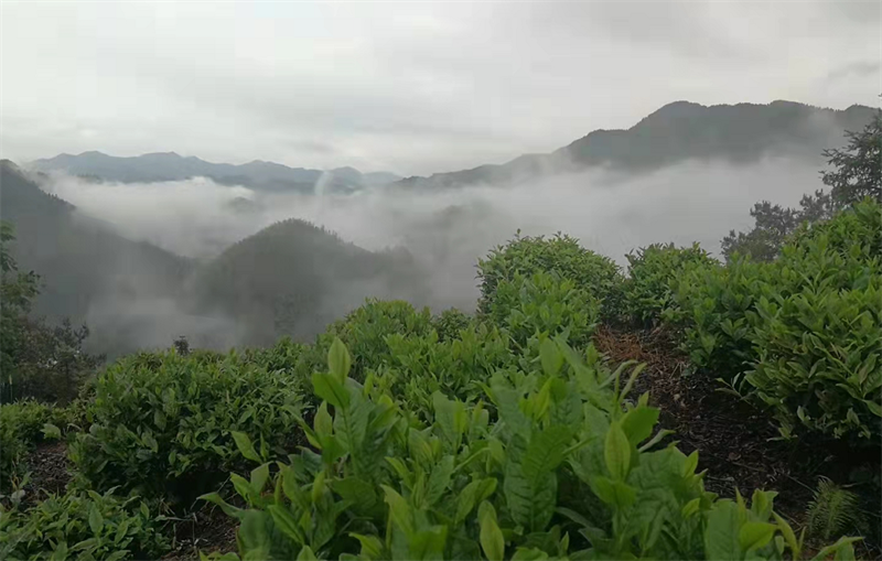 含硒茶叶有哪些