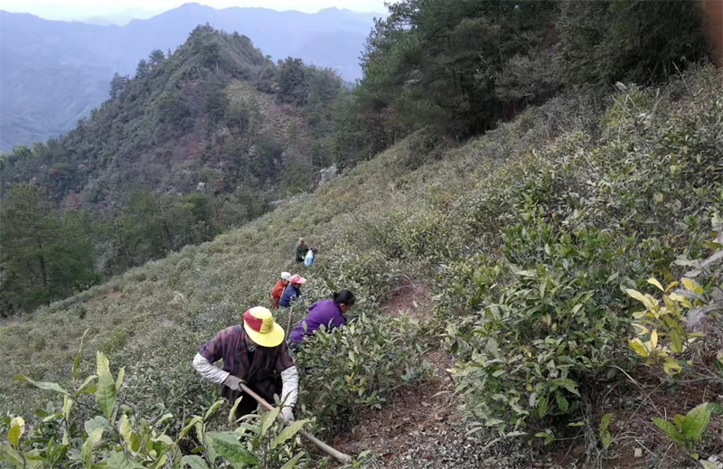 含硒茶叶有哪些