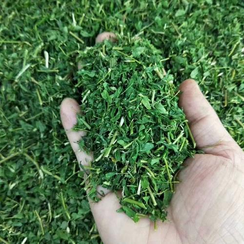 广西相思藤茶