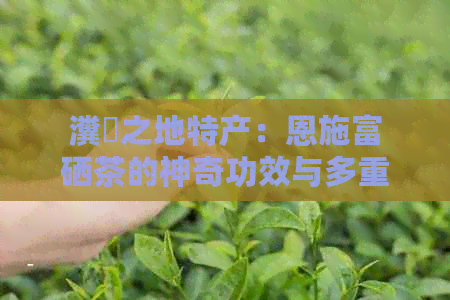 瀵岀之地特产：恩施富硒茶的神奇功效与多重作用探究