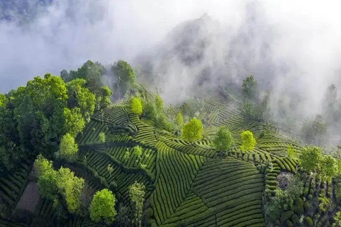 陕西富硒茶产地