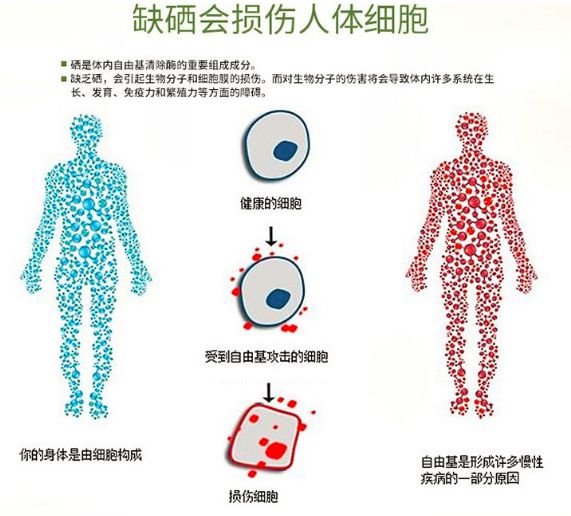 硒是什么东西