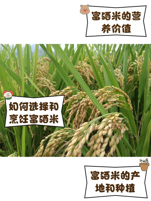 富硒大米简介