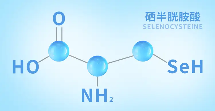 补硒吃什么好
