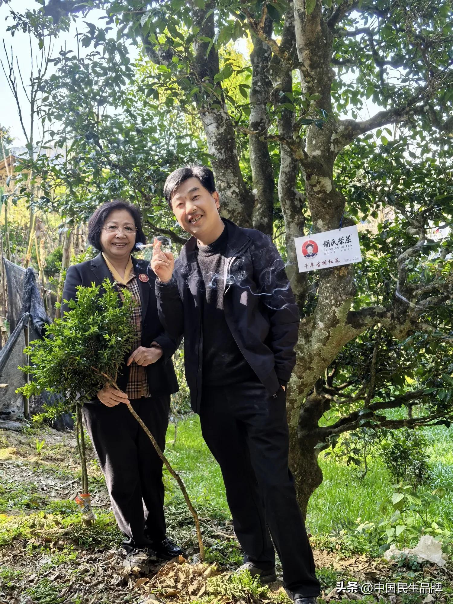 富硒贡茶价格
