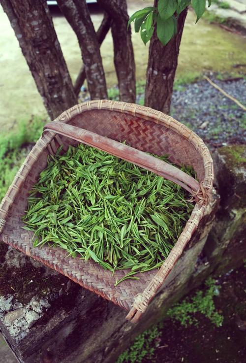 石台富硒野茶