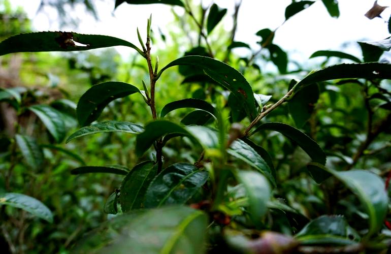 石台富硒野茶