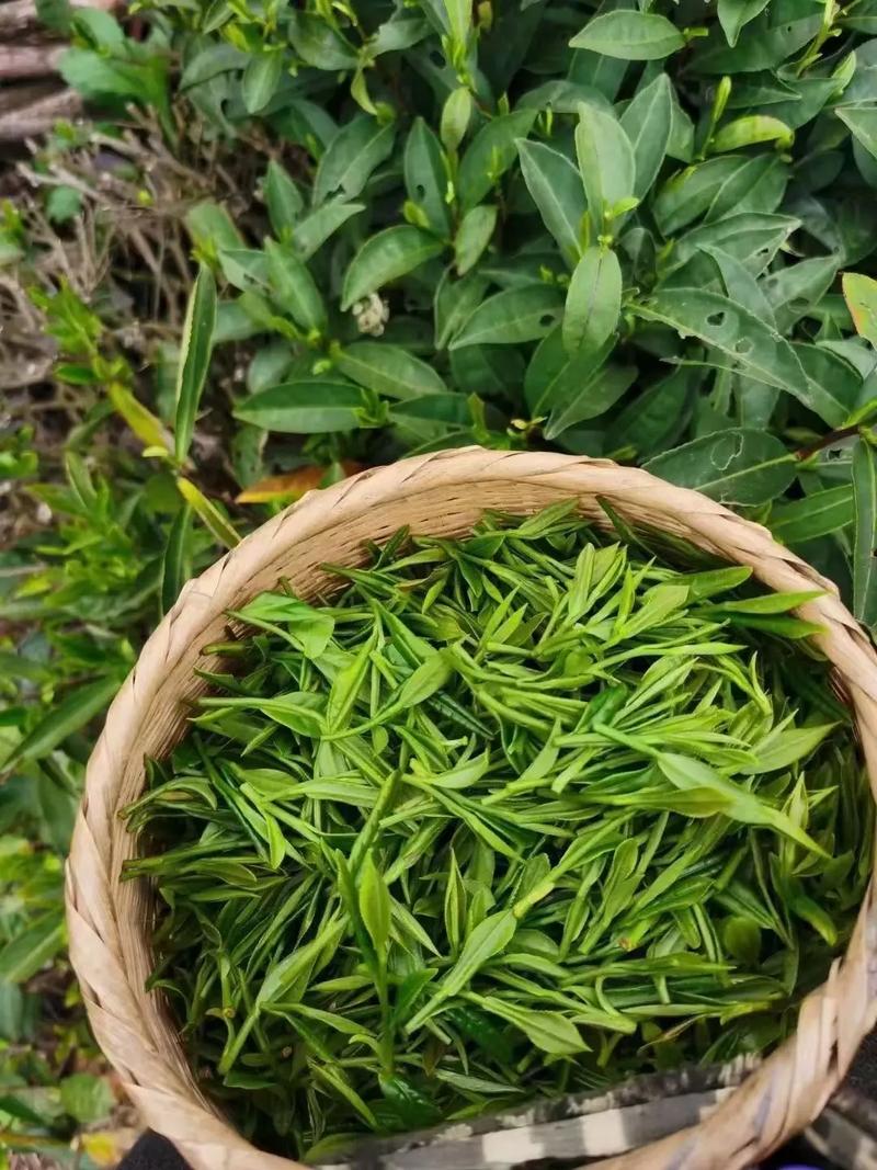 石台县富硒茶