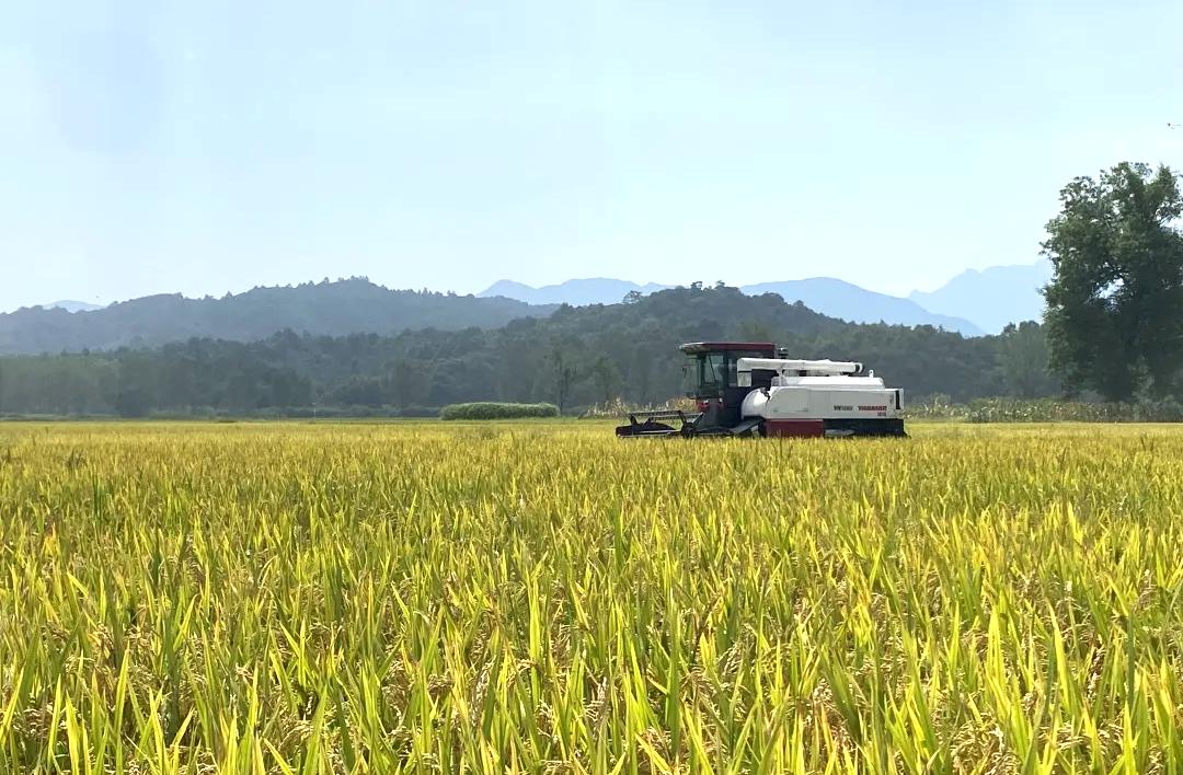 石台富硒野茶