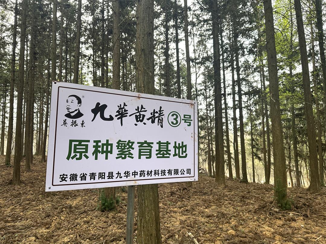 石台富硒野茶