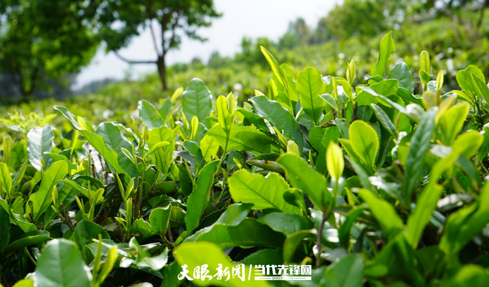 云雾富硒贡茶