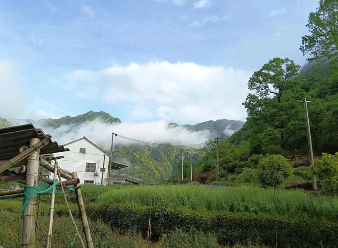 仙寓富硒野茶