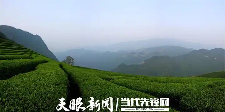 蒿稀绿富硒茶