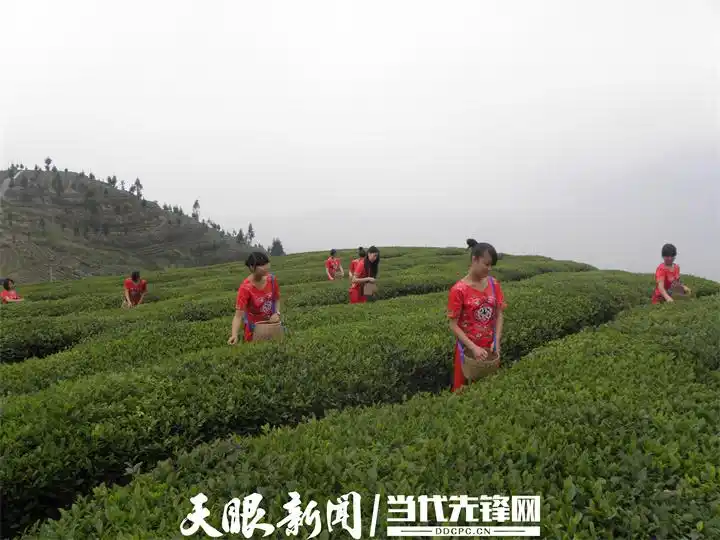 蒿稀绿富硒茶