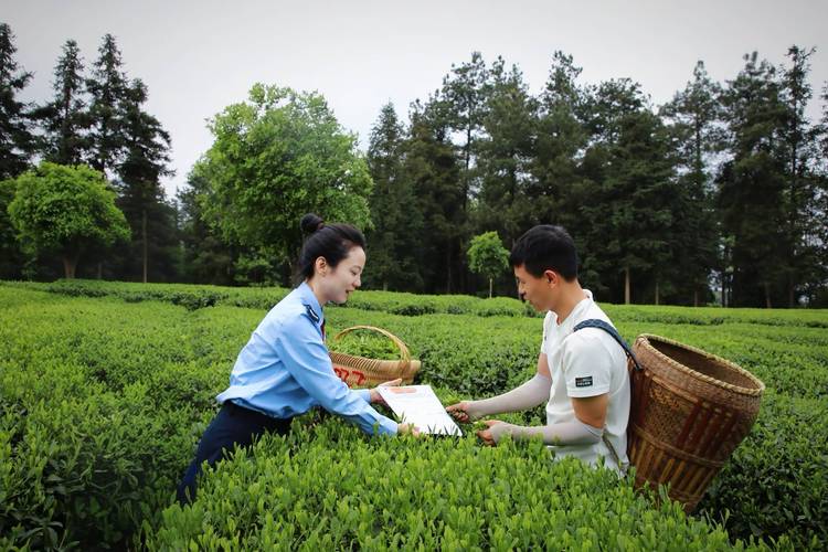 黔由由富硒茶