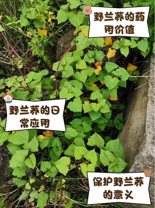 富硒野兰荞茶