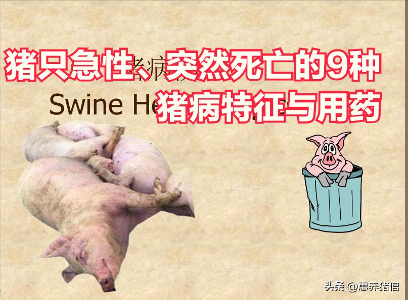 猪缺硒怎么补