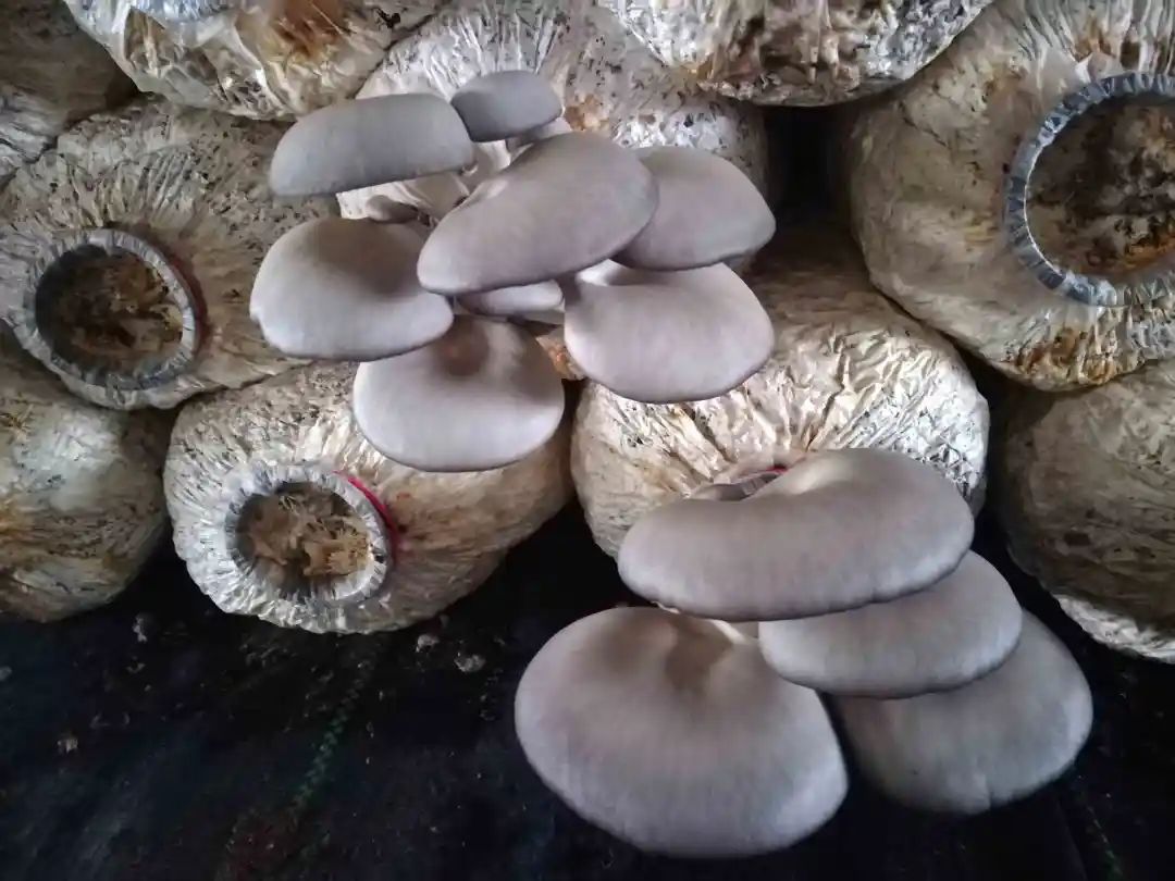 硒少吃什么补