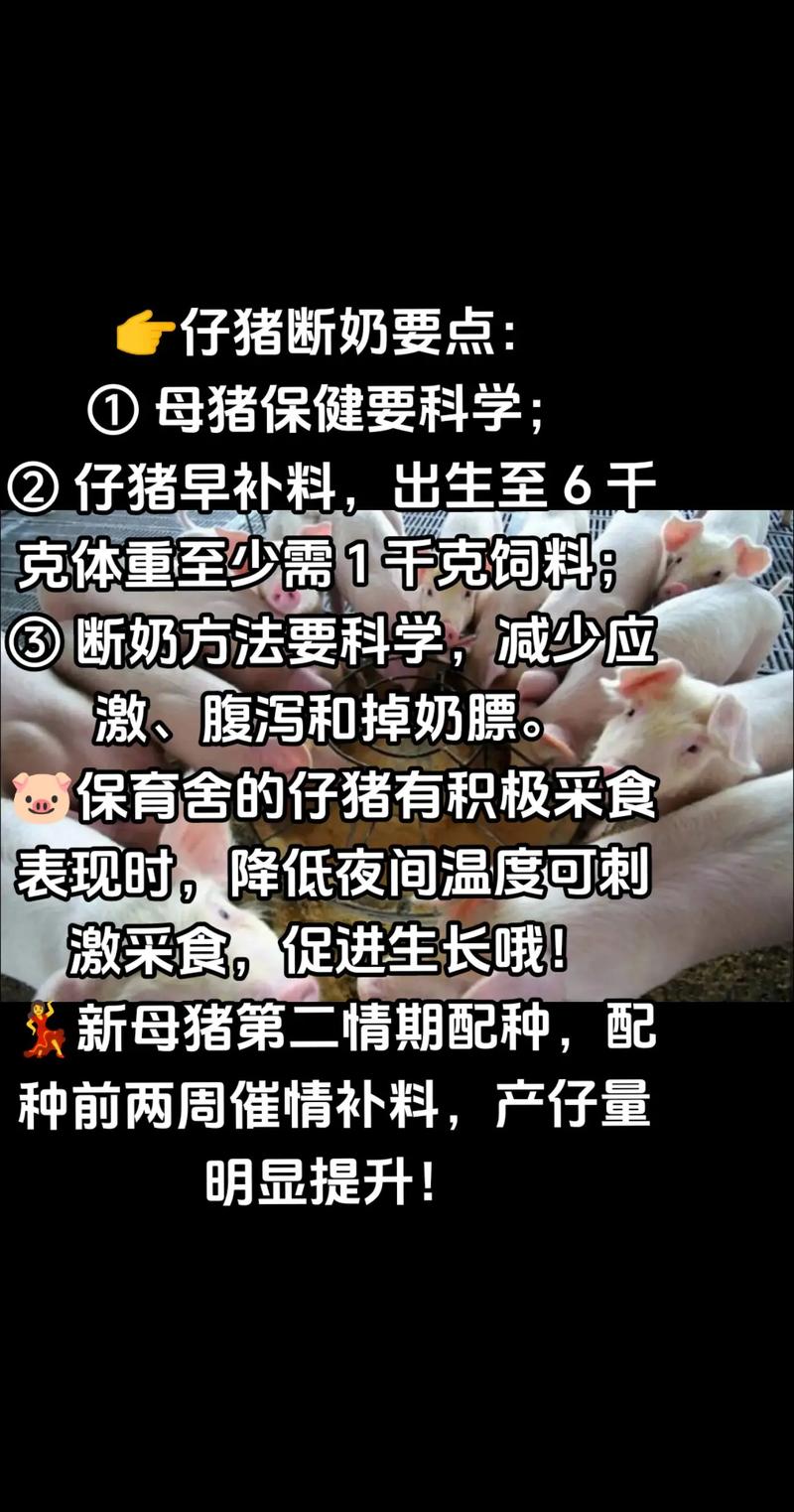 仔猪怎么补硒