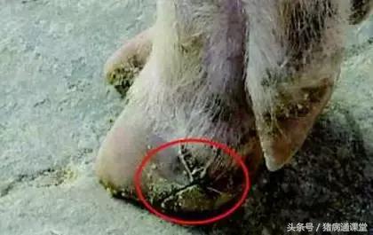 猪缺硒怎么补