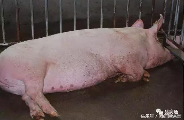 猪缺硒怎么补
