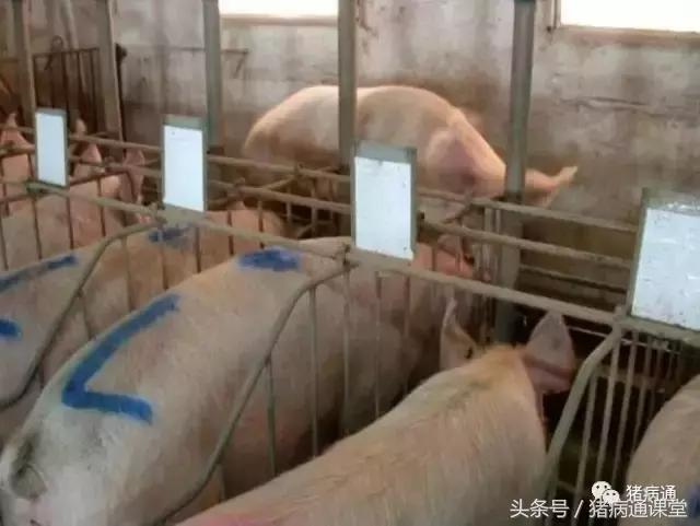 猪缺硒怎么补