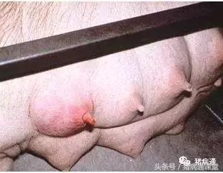 猪缺硒怎么补