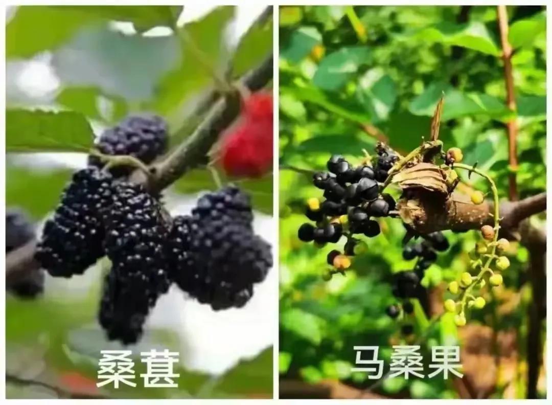 补硒水果大全