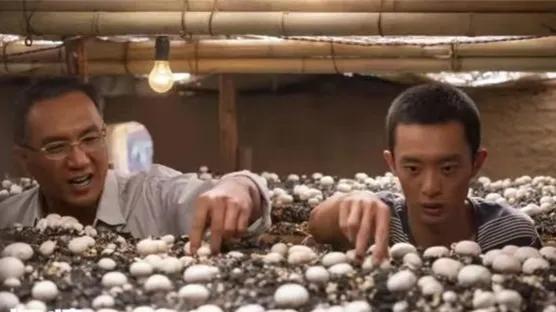 哪种蘑菇补硒