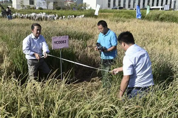 市场补硒人口