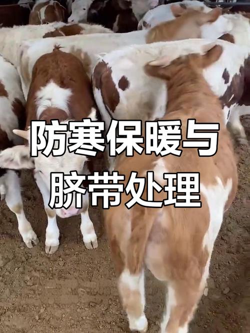 犊牛几天补硒