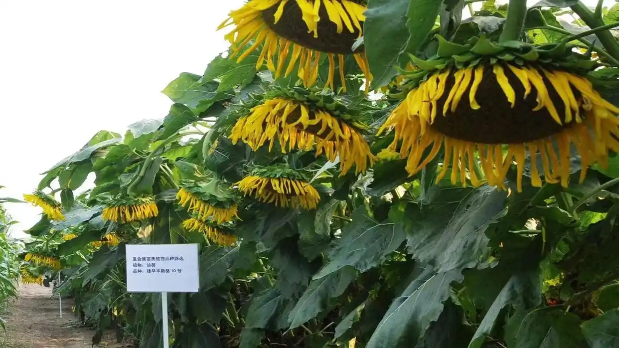 植物如何补硒