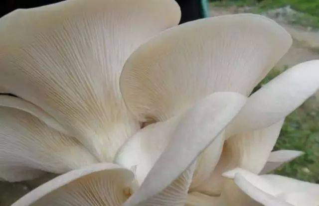 蘑菇压片补硒