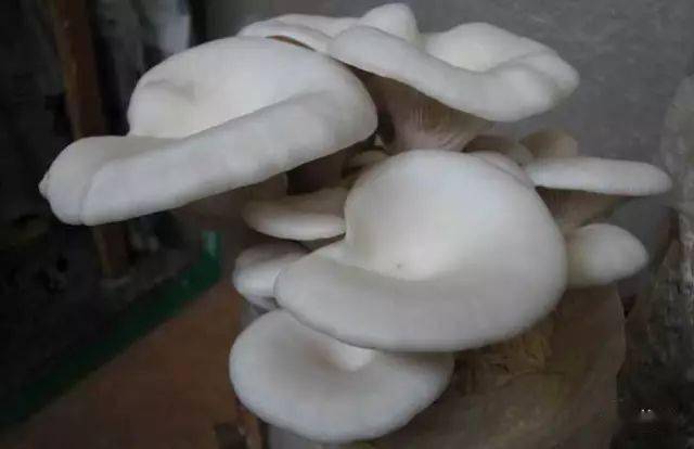 蘑菇压片补硒