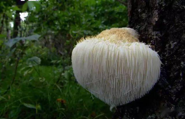 蘑菇压片补硒