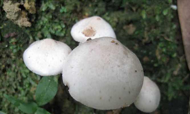 蘑菇压片补硒