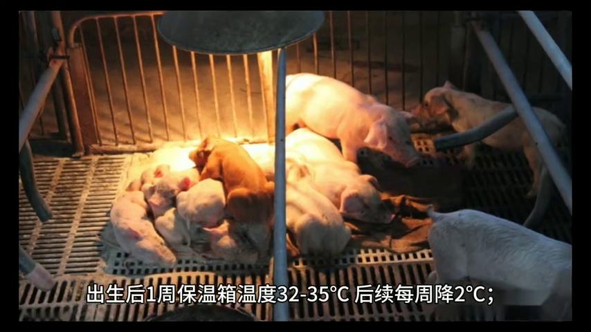 仔猪补硒技术