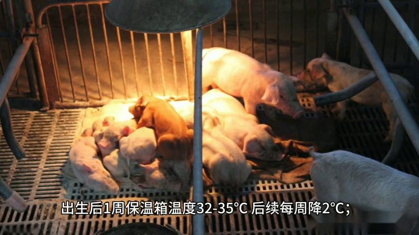 仔猪补硒技术