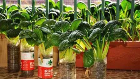 水培蔬菜补硒