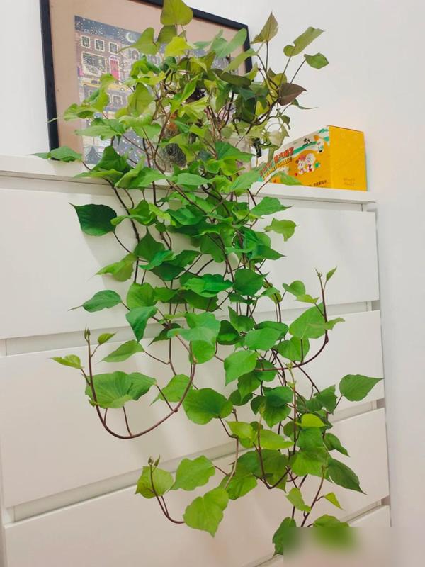 水培蔬菜补硒