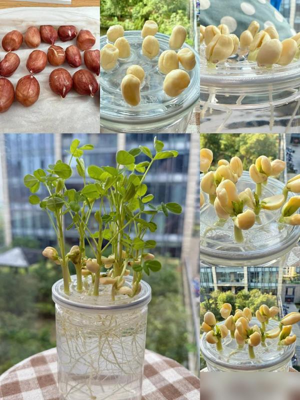 水培蔬菜补硒