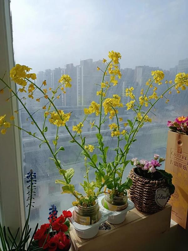 水培蔬菜补硒