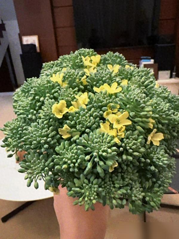 水培蔬菜补硒
