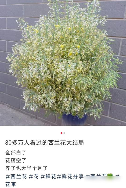 水培蔬菜补硒