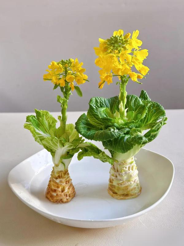水培蔬菜补硒